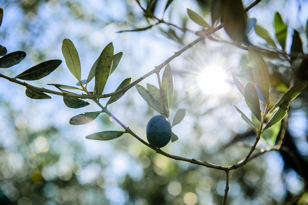 Acasamia Resort San Cipriano Picentino Kültér fotó